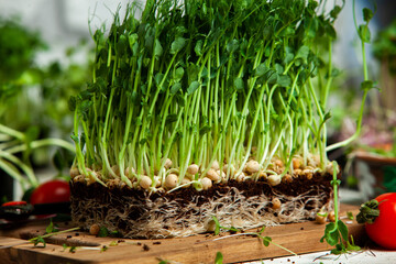 Organic raw green food. Different types of micro green dill sprouts. Vegan salad from microgreens