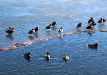 The flock of ducks in the frozen lake.