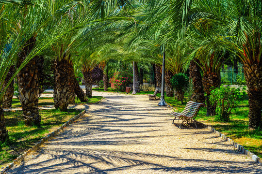 Walking through the Palmeral of Elche in Spain - a Palm Grove