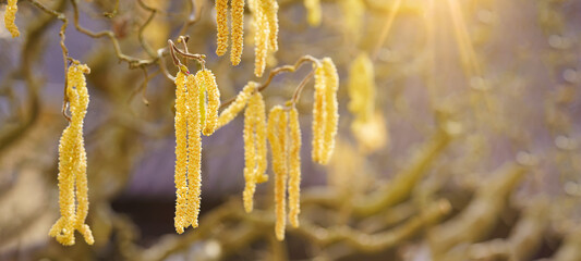 Spring pollen flight / pollen allergy background banner panorama - Common hazel / hazelnut shrub...