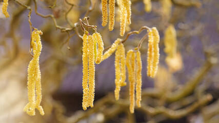 Spring pollen flight / pollen allergy background banner panorama - Common hazel / hazelnut shrub...