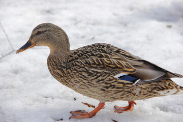 wild duck in the snow in winter looking for food