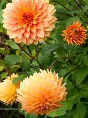 many orange dahlia flowers in garden