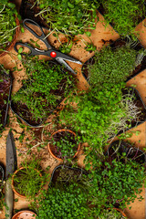 Different types of micro green dill sprouts.  Growing seed germination at home. Organic raw food. Peas, arugula, sunflower, red cabbage