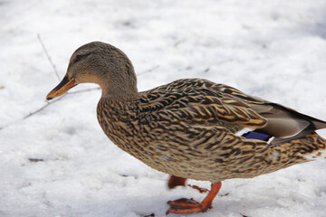 wild duck in the snow in winter looking for food
