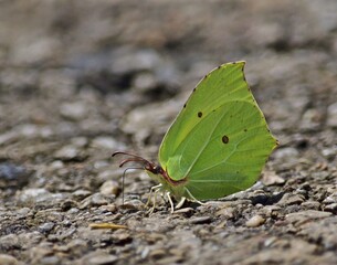 Zitronenfalter (Gonepteryx rhamni)