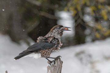 Close-up portrait of beautiful Spotted Nutcracker (Nucifraga caryocatactes)