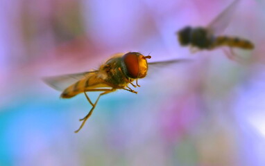 hoverfly