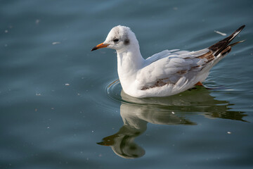 Close up of Black-headed gull (Chroicocephalus ridibundus)