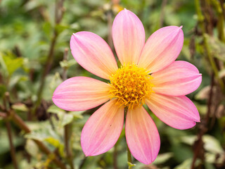 Fototapeta na wymiar closeup of pink and yellow dahlia flower