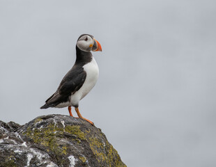 Close up of Atlantic Puffin (Fratercula arctica) Wildlife animal