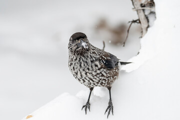 Close-up portrait of beautiful Spotted Nutcracker (Nucifraga caryocatactes)