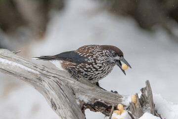 Close-up portrait of beautiful Spotted Nutcracker (Nucifraga caryocatactes)