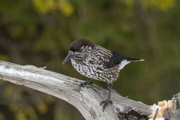 Close-up portrait of beautiful Spotted Nutcracker (Nucifraga caryocatactes)