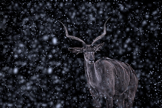 Portrait Of Deer In Snow