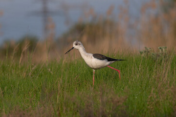The black-winged stilt (Himantopus himantopus) bird on salt lake