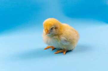 Little sleeping chicken on a blue background.