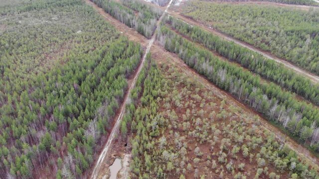Original name(s): Aerial view of forest roads in autumn, Siberia.