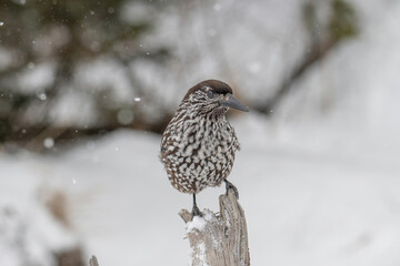 Close-up portrait of beautiful Spotted Nutcracker (Nucifraga caryocatactes)