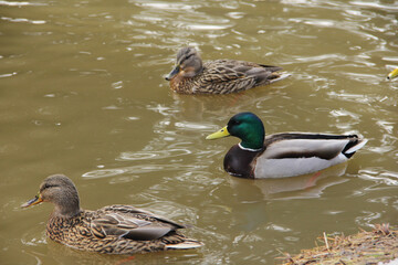 wild ducks swim in the lake in winter