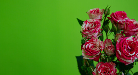 close-up of a bouquet of striped roses: Variegata from Bologna on a green background. Place for text