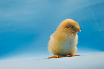 Little sleeping chicken on a blue background.