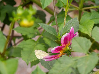 sulfur butterfly on pink dahlia flower