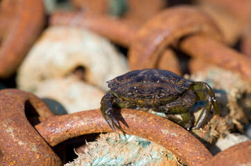 Shore Crab