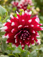 closeup of red dahlia flower with white petal tips