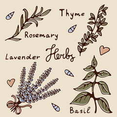 Beautiful collection of Herbs graphics. Illustration of herbs in vector