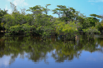 Naklejka na ściany i meble Mangrove in the river with reflection