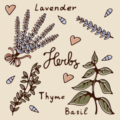 Beautiful collection of Herbs graphics. Illustration of herbs in vector.