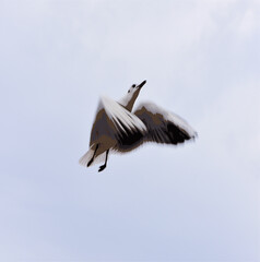 An artistic performance is played out in the sky by a seagull
