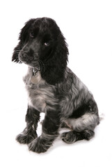 Cocker spaniel