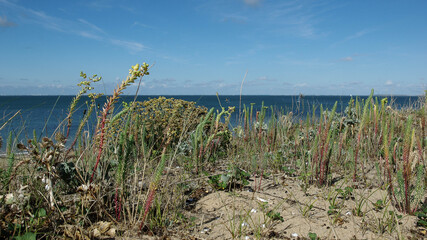 Végétation des plages