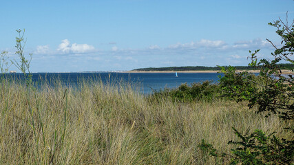 Végétation des plages