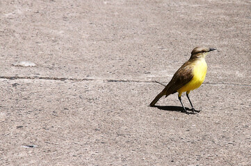 yellow bird on the ground