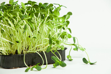 Microgreens are vegetable greens harvested just after the cotyledon leaves have developed