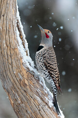 A northern flicker in a snowfall, Cheyenne, Wyoming