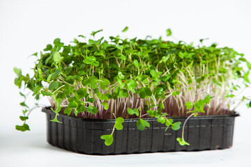 Microgreens are vegetable greens harvested just after the cotyledon leaves have developed
