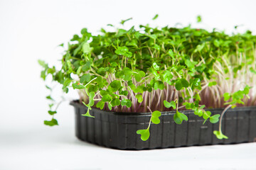 Microgreens are vegetable greens harvested just after the cotyledon leaves have developed