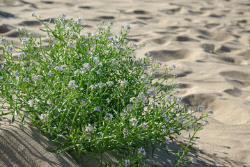 Végétation plages et dunes