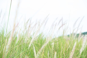 nature view of green grass and flower in blurred greenery style background in winter garden with copy space. concept natural fresh green ecology plants landscape.