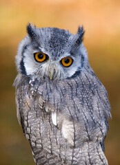 Southern White-faced Owl