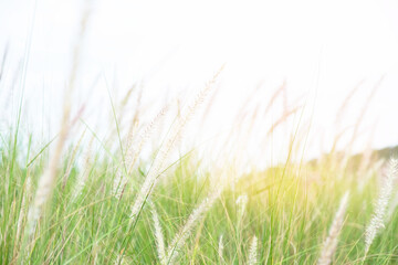 nature view of green grass and flower in bright blurred greenery style background with sunlight garden with copy space. concept natural fresh green ecology plants landscape.
