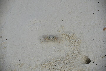 cute crab