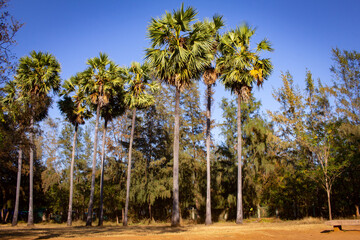Obraz premium Palmyra palm trees with blue sky background in Mahabalipuram, Tamil Nadu, India. Mahabalipuram is a town located south of Chennai.