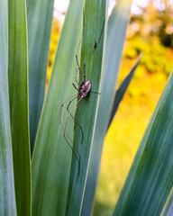 Naklejka premium Daddy longleg sitting on green plant leaves
