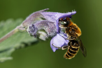  Osmia adunca sammelt Nektar an der  Katzenminze