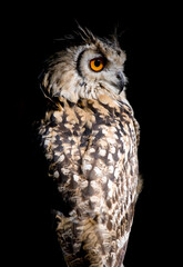 Rock Eagle Owl